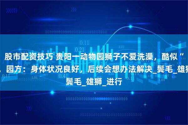 股市配资技巧 贵阳一动物园狮子不爱洗澡，酷似“乞丐”，园方：身体状况良好，后续会想办法解决_鬓毛_雄狮_进行